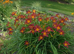 Red Day Lily is a perfect choice for drought tolerant flowers with its two-tone rusty red coloration. 